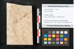 Foto (Objekt + Etikett) von Olea noti Unger (NHMW-GEO-2024-0188-8147)